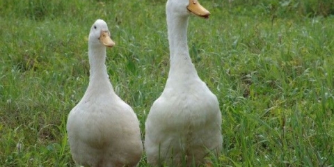 Opis i karakteristike pataka agidel